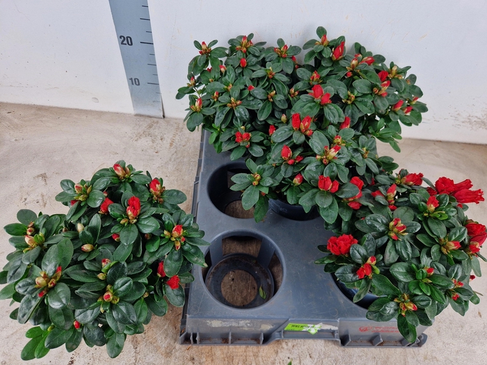 <h4>RHODO SI JIMMY</h4>