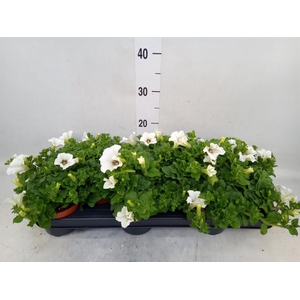 Petunia  'Surfinia Baby White'