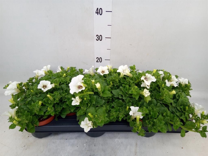 <h4>Petunia  'Surfinia Baby White'</h4>