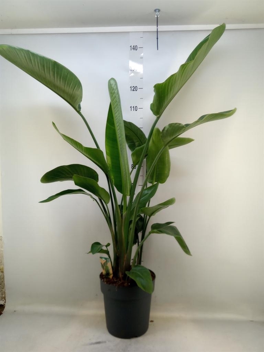 <h4>Strelitzia nicolai</h4>