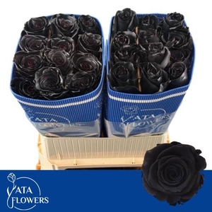 R Gr Klb Black ATA