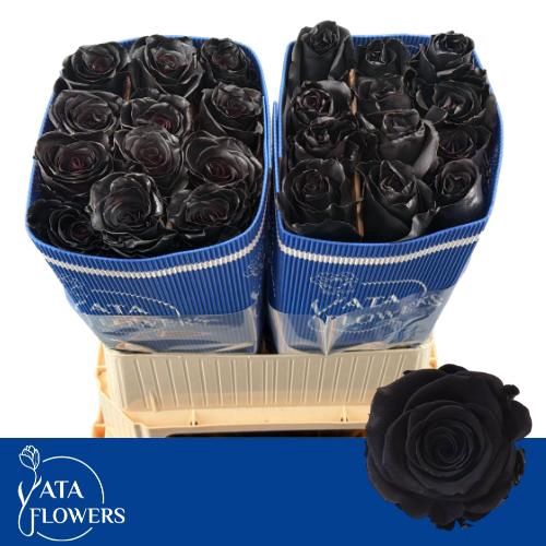 <h4>R Gr Klb Black ATA</h4>