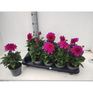 DAHL D LAB GR PURPLE