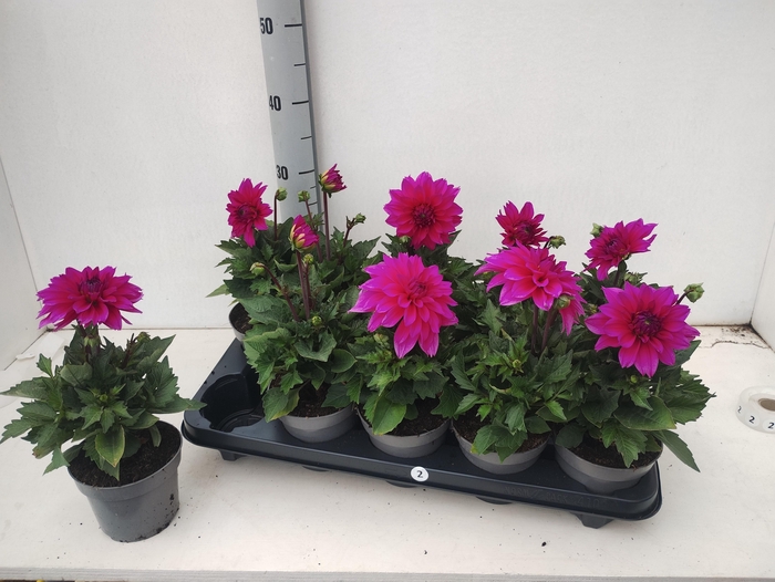 <h4>DAHL D LAB GR PURPLE</h4>