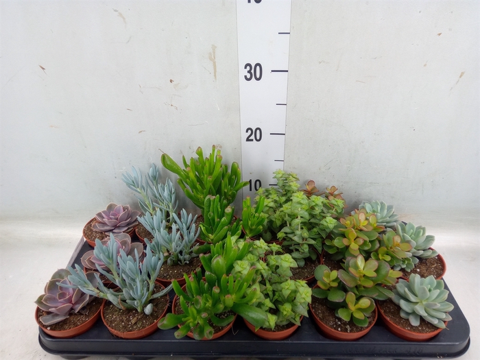 <h4>Succulents   ...mix 6</h4>