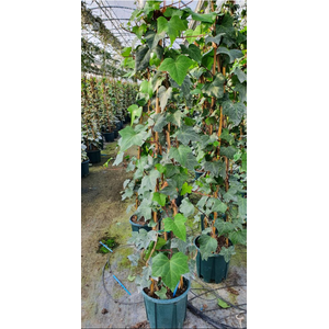 Hedera helix