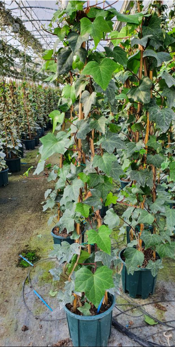 <h4>Hedera helix</h4>