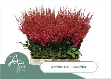 <h4>Astilbe Paul Gaarde</h4>