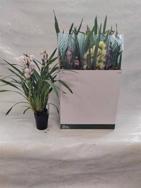 <h4>CYMBIDIUM MIX 5 TAK</h4>