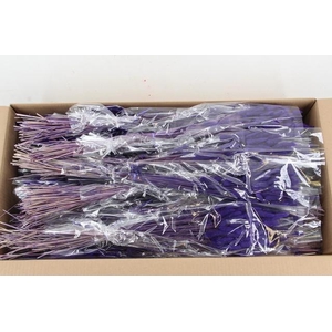 DF Lagurus Bs 50g/70cm Purple