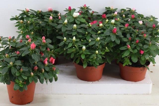 <h4>RHODO SI VOGEL GEM</h4>