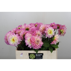 Dahlia Pink