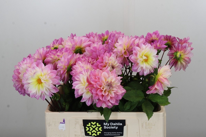 <h4>Dahlia Pink</h4>