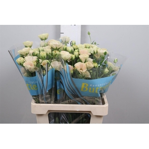 Ran Butterfly Keramo