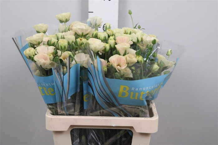 <h4>Ran Butterfly Keramo</h4>