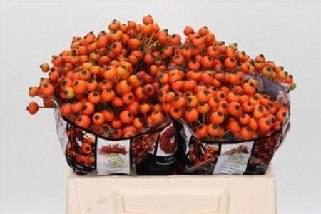 <h4>Rosa Hiphop Sunset</h4>