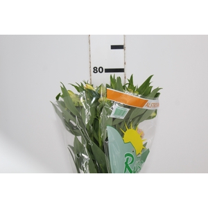 ALSTROEMERIA MELLOW YELLOW 080 CM