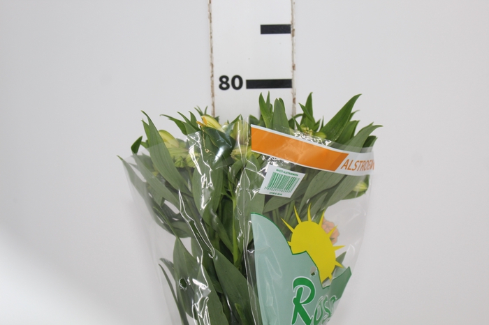 <h4>ALSTROEMERIA MELLOW YELLOW 080 CM</h4>