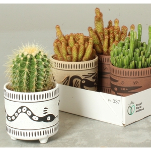 CACTUS GEM