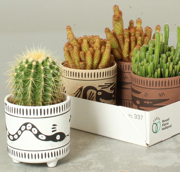 <h4>CACTUS GEM</h4>