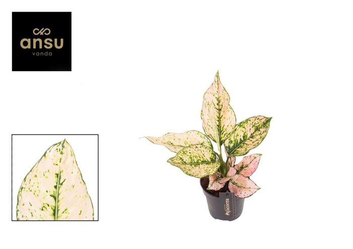 <h4>Aglaonema Rosy</h4>