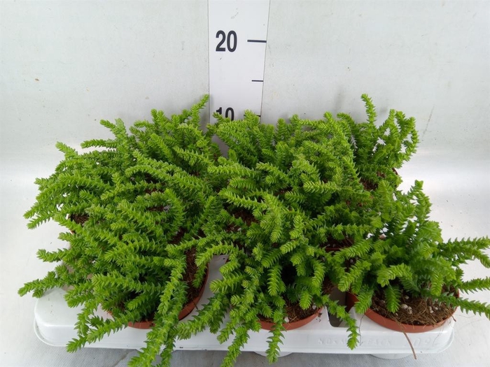 <h4>Crassula   ...</h4>