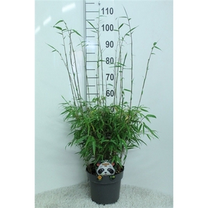 Fargesia rufa P23