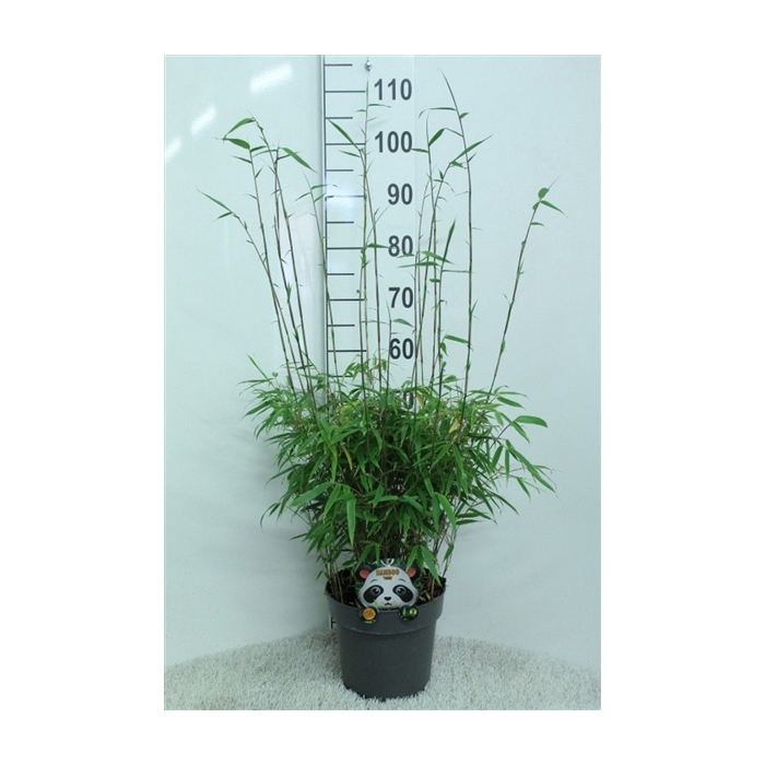 <h4>Fargesia rufa P23</h4>