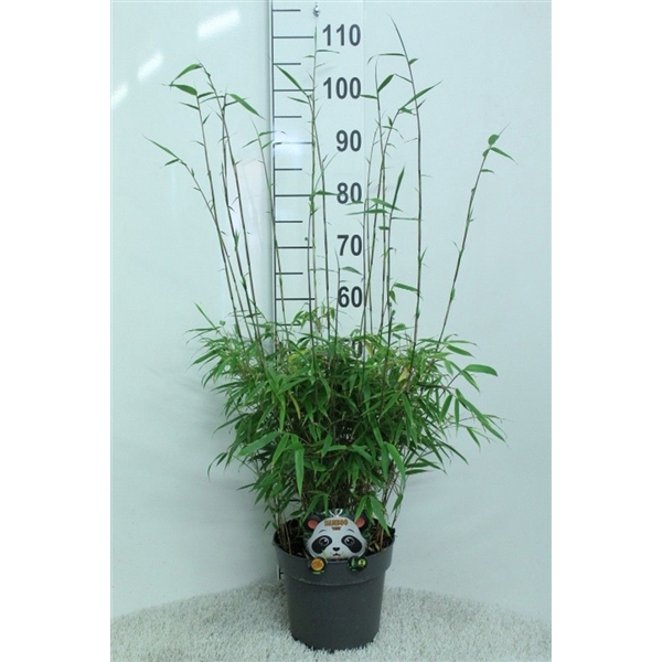 Fargesia rufa P23