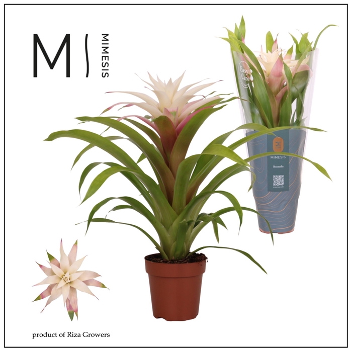 <h4>Guzmania</h4>
