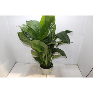 SPATHIPHYLLUM COM FLOR P19 COM FLOR