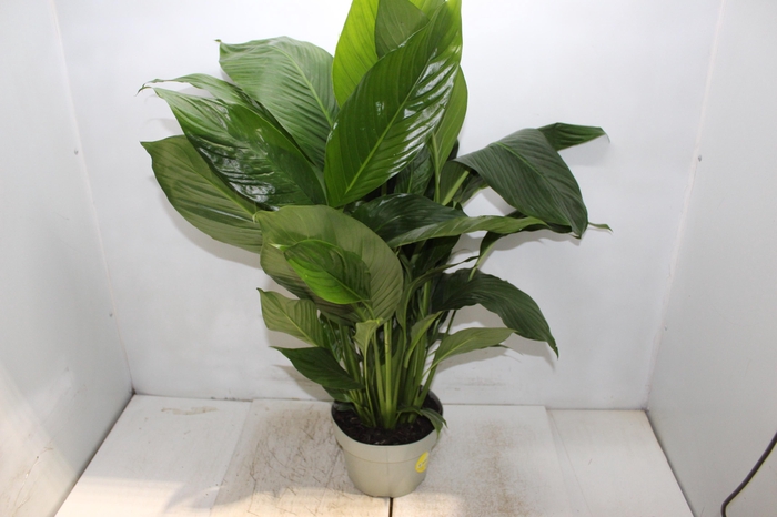 <h4>SPATHIPHYLLUM COM FLOR P19 COM FLOR</h4>
