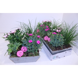 ARR TUINPLANTEN