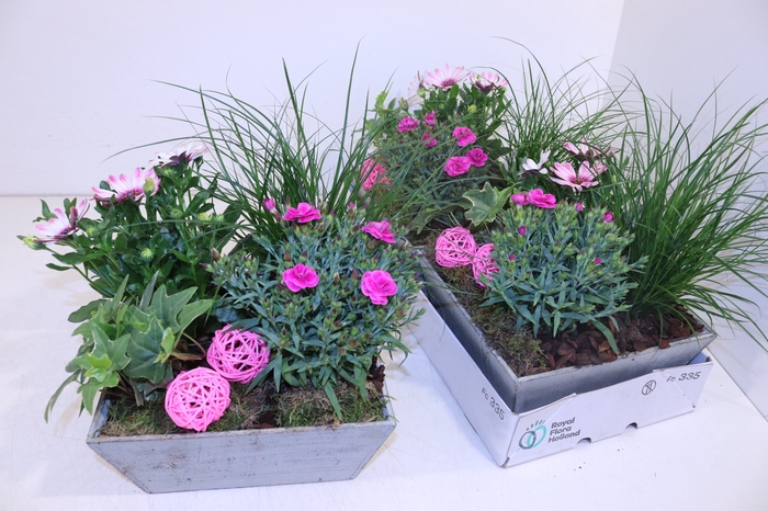<h4>ARR TUINPLANTEN</h4>