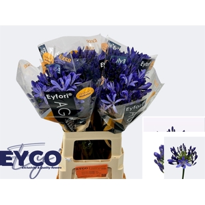 Agapanthus Eyfori Blue 65cm