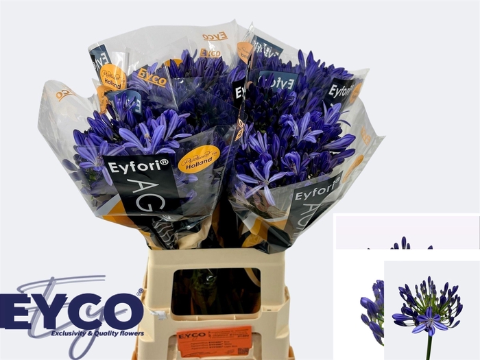 <h4>Agapanthus Eyfori Blue 65cm</h4>
