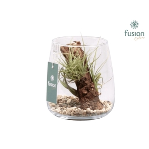 Glas Alzada met Tillandsia Air Plants