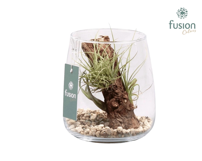 <h4>Glas Alzada met Tillandsia Air Plants</h4>