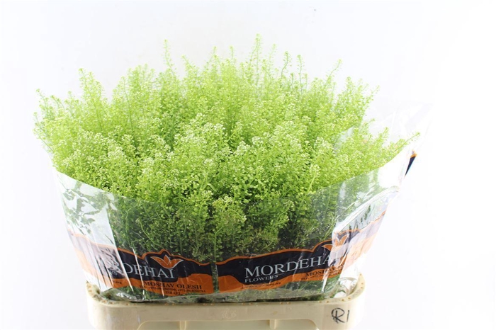 <h4>Thlaspi Green Bell 55 Gram</h4>