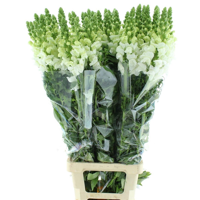 <h4>ANTIR OP WHITE</h4>