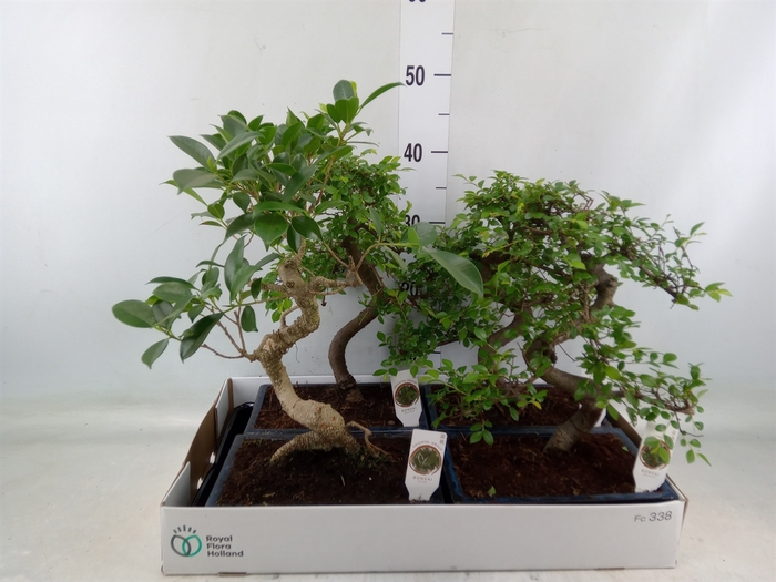 <h4>Bonsai   ...mix</h4>