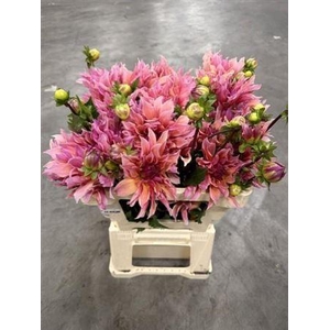 Dahlia Labyrinth