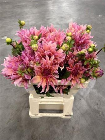 <h4>Dahlia Labyrinth</h4>