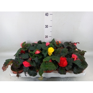 Begonia tuber.   ...