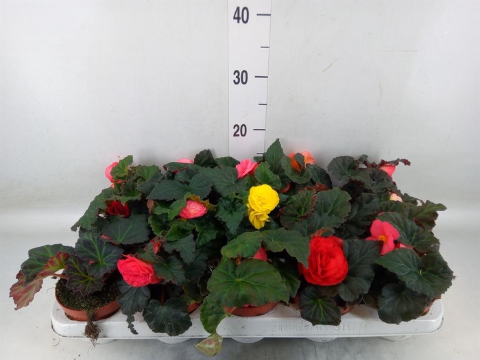<h4>Begonia tuber.   ...</h4>