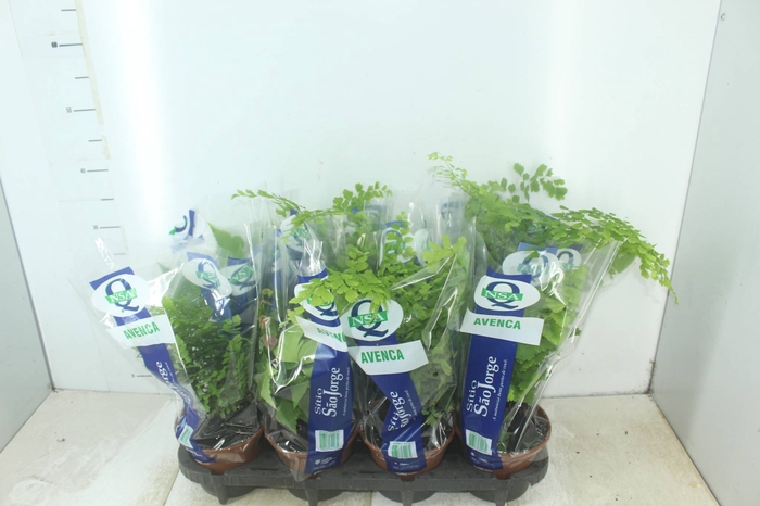 <h4>AVENCA VARIADA P15</h4>
