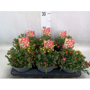 Delosperma coop. 'JewDesert'  ..mix