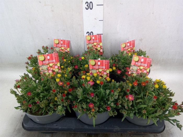 <h4>Delosperma coop. 'JewDesert'  ..mix</h4>