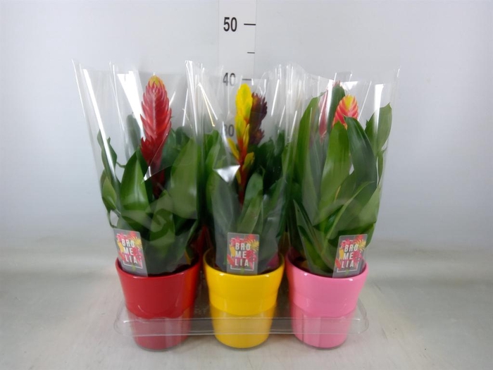 <h4>Vriesea   ...mix 6</h4>