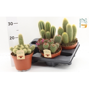 CACTUS GEM